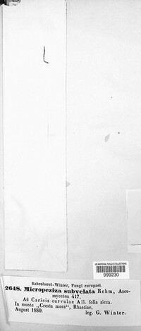 Hysteropezizella subvelata image